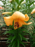 [4143 Saltarello No102.JPG]